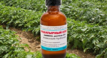 Jak použít čpavek proti mandelince bramborové na bramborách